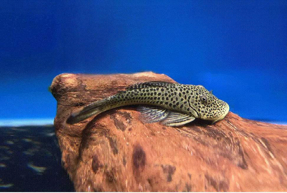 BULLDOG PLECO (L445) Chaetostoma joropo