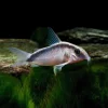 BUEPANSERMALLE Corydoras arcuatus