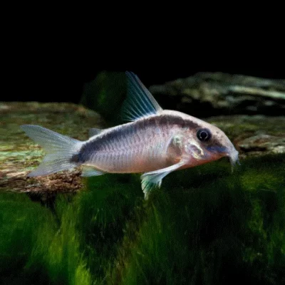 BUEPANSERMALLE Corydoras arcuatus