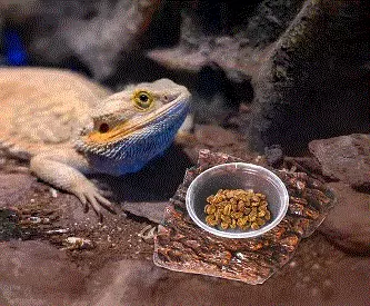 Reptilmat og kosttilskudd