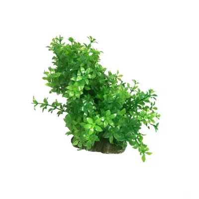 PLASTPLANTE Ozami, Bøyelig  8.5X12Cm