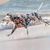 gallery-11632-for-649510018442