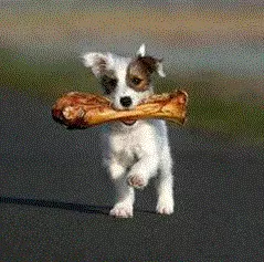 Belønning & Snacks