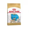 RC Breed Chihuahua Puppy 1,5 kg