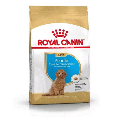RC Breed Poodle Puppy 3 kg