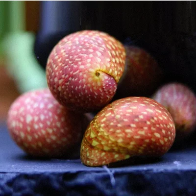 PINK LADY Snegle, Clithon sowerbianum