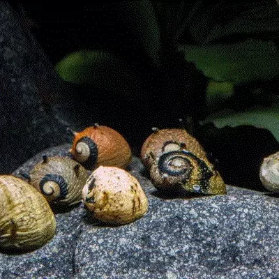 MARBLE Snegle, Clithon sowerbianum
