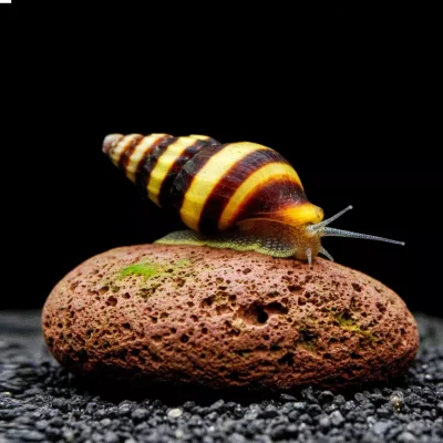 JEGERSNEGLE Clea helena