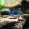 REKE, 'Blå safir', Neocaridina davidi