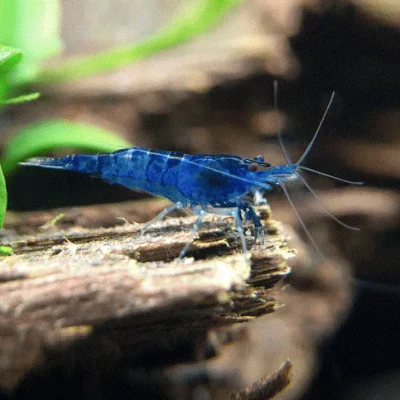 REKE, 'Blå safir', Neocaridina davidi