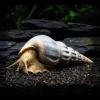 HERCULES Snegle, Brotia herculea