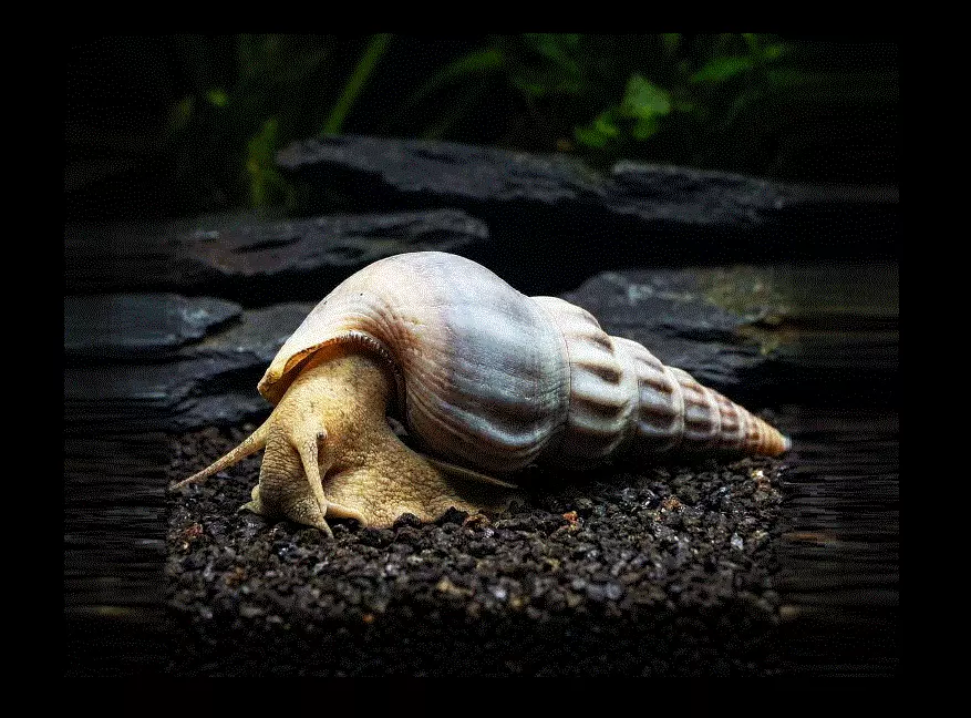 HERCULES Snegle, Brotia herculea