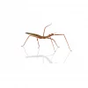 PINNEDYR, Medauroridea extradentata
