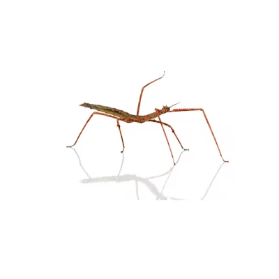 PINNEDYR, Medauroridea extradentata