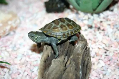 KINESISK TREKJØLSKILPADDE, BABY,  Mauremys reevesii