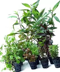 Akvarieplanter