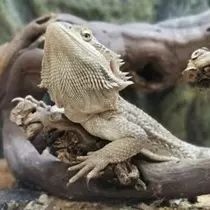 Reptil