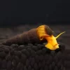 ELEFANTSNEGLE Tylomelania sp.