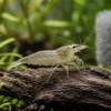 AMANOREKE Caridina multidentata