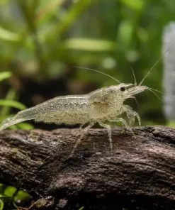 AMANOREKE Caridina multidentata