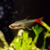 RØDFINNET GLASSTETRA Prionobrama filigera
