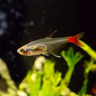 RØDFINNET GLASSTETRA Prionobrama filigera