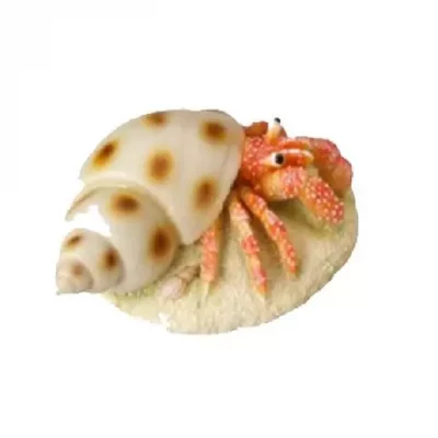 AquaDella, Eremittkrabbe, Dekorasjon