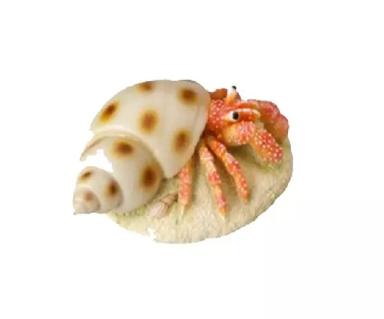 AquaDella, Eremittkrabbe, Dekorasjon
