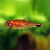 RUBINTETRA 'Yucao' Axelrodia riesei