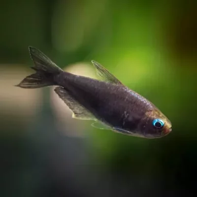 KEISERTETRA 'Svart', Nematobrycon palmerii