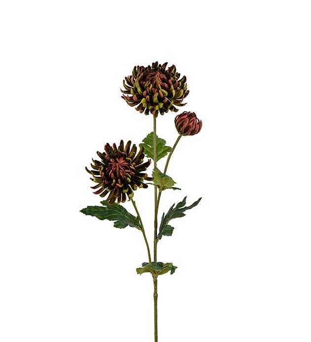 Chrysanthemum 60cm