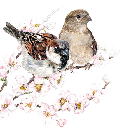 Serviett Kaffe 25x25cm Sparrows Blossom