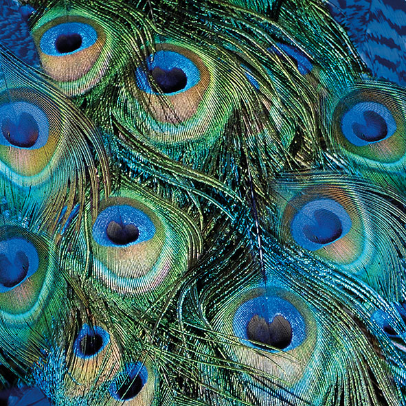 Serviett Lunsj 33x33cm Peacock Feathers