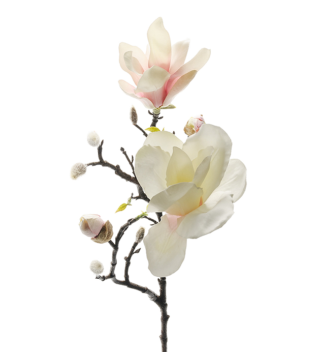 Magnolia 60cm