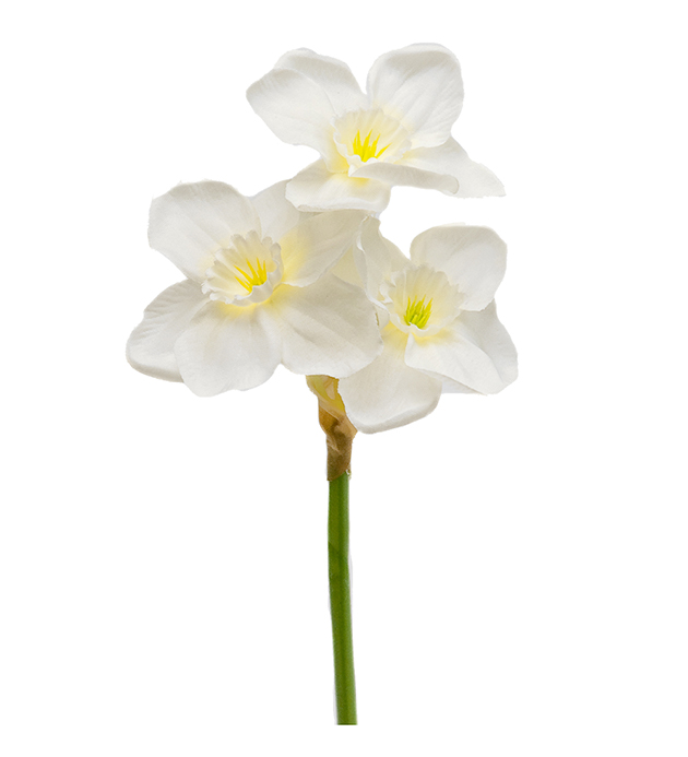 Narciss 25cm