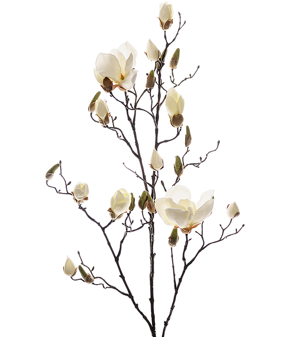 Magnolia 110cm
