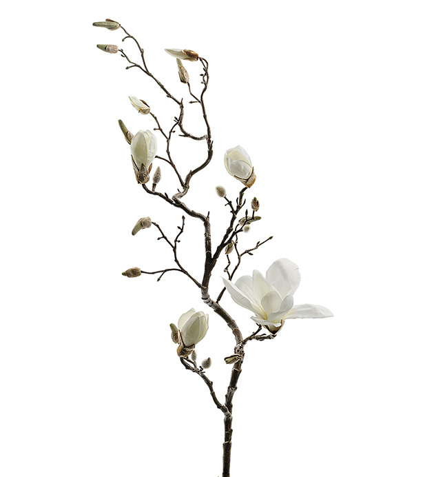 Magnolia 135cm