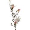 Magnolia m/rosa 135cm