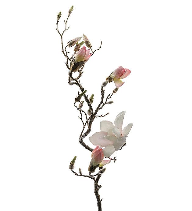 Magnolia m/rosa 135cm