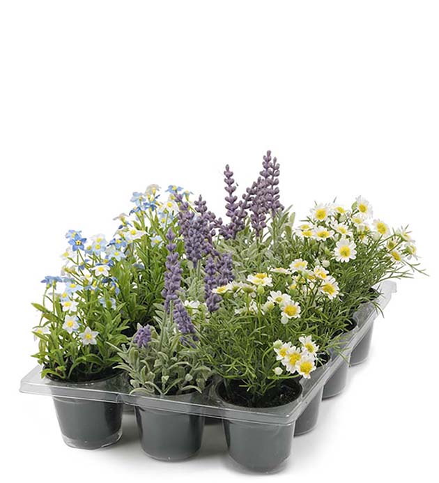 Blomst mini potte -Margeritter. små hvitgule blomster Ø6 H13cm Pr. STK