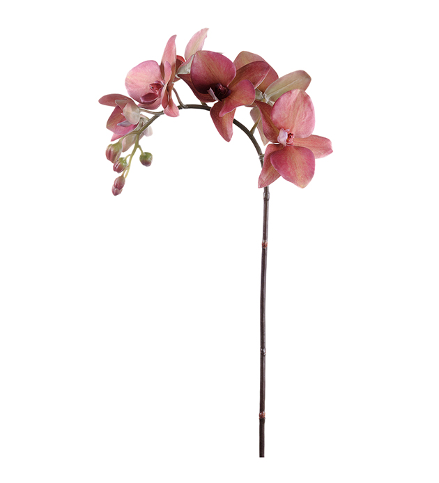 Phalaenopsis stilk Orkide fersken rust rød orange sjateringer. H60cm