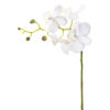 Phalaenopsis stilk mini Orkide hvit grønn sjateringer. H28m