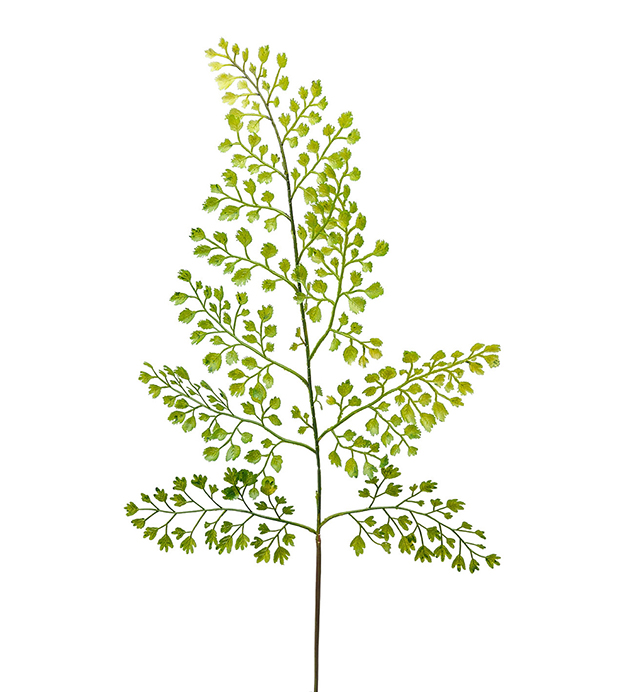 Adiantum blad snitt stilk grønn H60cm