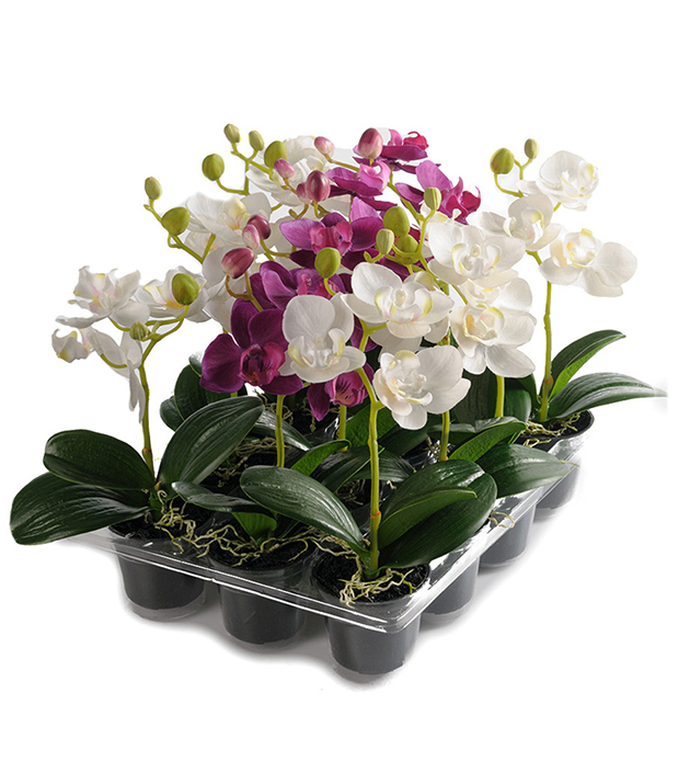 Phalaenopsis mini potte orkide mix 3 ass Dus lillarosa / lilla /hvit  Ø6 H23 Pr.STK