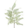 Plumosus blad stilk snitt grønn H60m