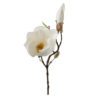 Magnolia gren hvit H 40cm