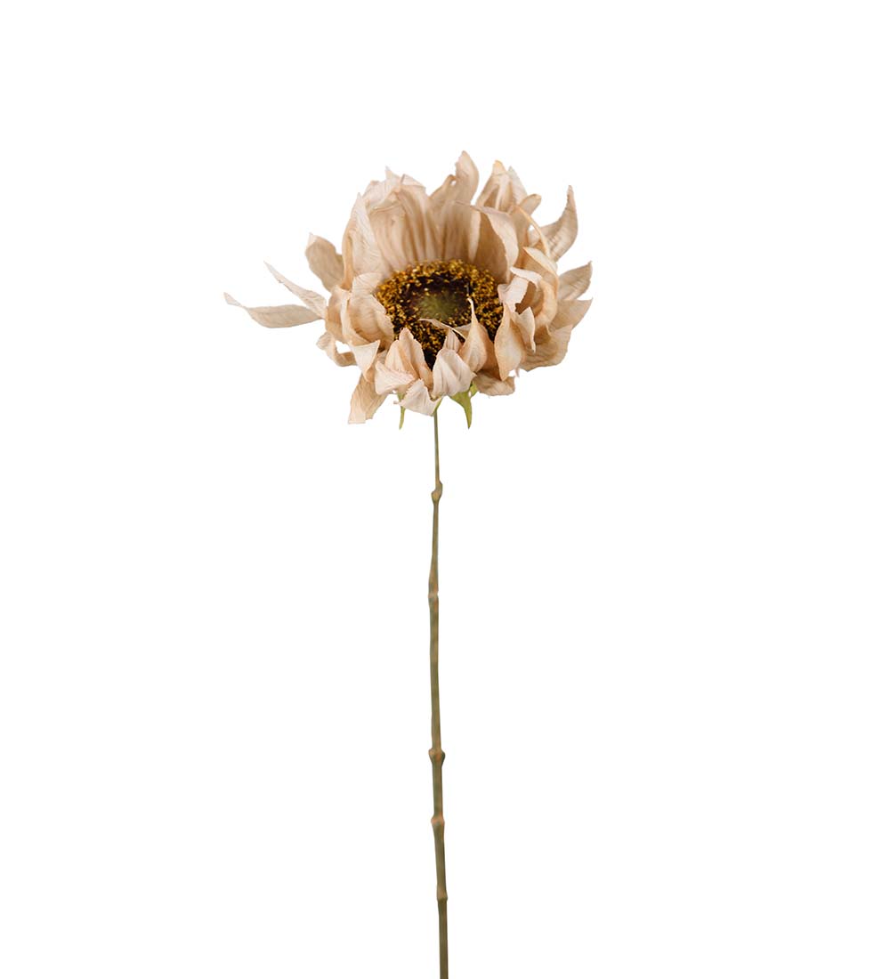 Solrose blomst stilk snitt Beige H60cm