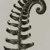 Polystichum munitum 30x40cm
