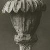 Papaver Orientalis 18x24cm