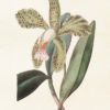 Orkidee 18x24cm